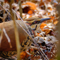 White-breasted Mesite